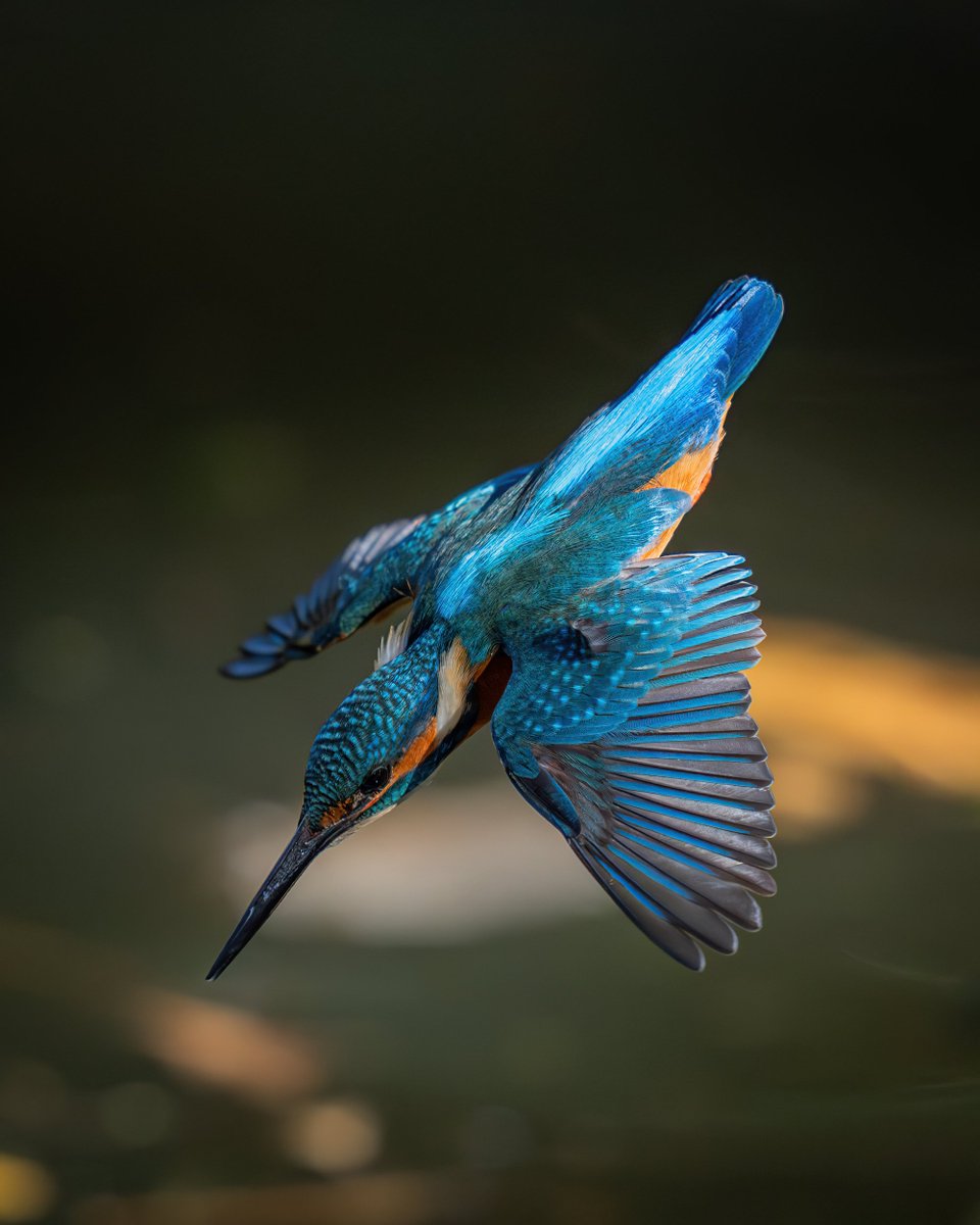 _lambda1992's tweet image. SONY FE400mmF2.8GM
テレコンをつけても十分な解像力と明るさを持っていますが、やっぱり素の状態での写りが一番好きです📸(写真はすべてテレコンなし)
買う時はロクヨンと悩みましたが、明るさが二倍も違うので、結局明るさを優先してヨンニッパを買いました。
#愛用レンズを画像付きで布教する