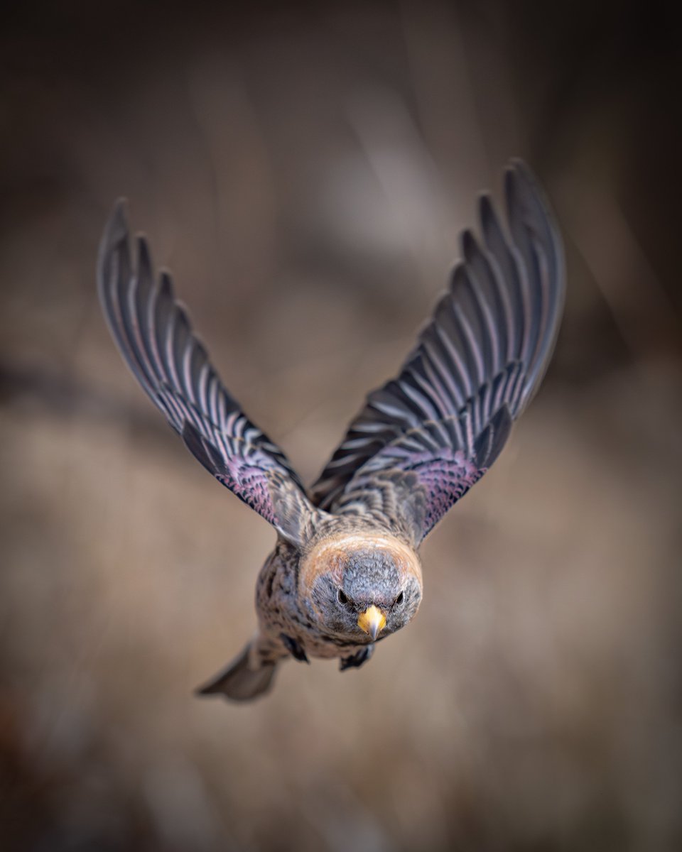 _lambda1992's tweet image. SONY FE400mmF2.8GM
テレコンをつけても十分な解像力と明るさを持っていますが、やっぱり素の状態での写りが一番好きです📸(写真はすべてテレコンなし)
買う時はロクヨンと悩みましたが、明るさが二倍も違うので、結局明るさを優先してヨンニッパを買いました。
#愛用レンズを画像付きで布教する