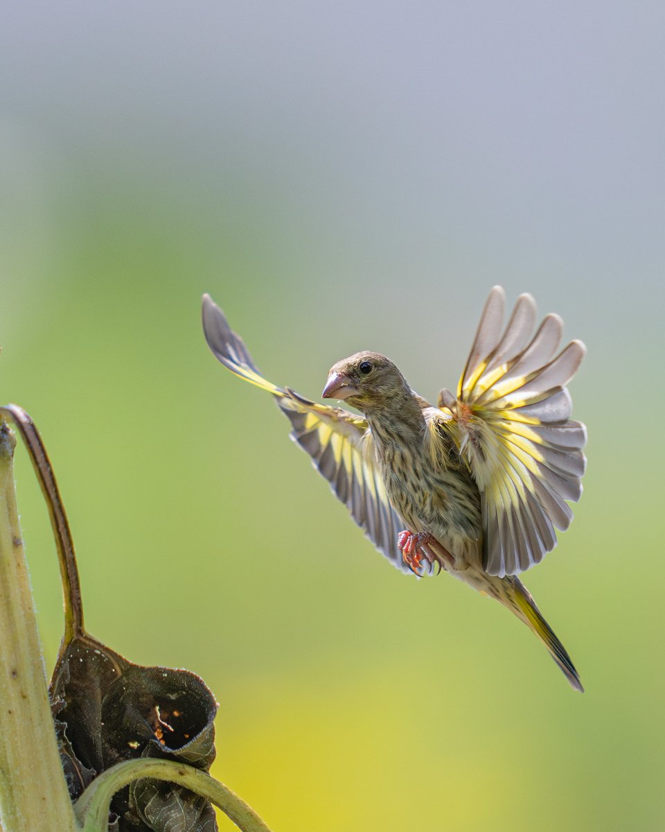 _lambda1992's tweet image. SONY FE400mmF2.8GM
テレコンをつけても十分な解像力と明るさを持っていますが、やっぱり素の状態での写りが一番好きです📸(写真はすべてテレコンなし)
買う時はロクヨンと悩みましたが、明るさが二倍も違うので、結局明るさを優先してヨンニッパを買いました。
#愛用レンズを画像付きで布教する