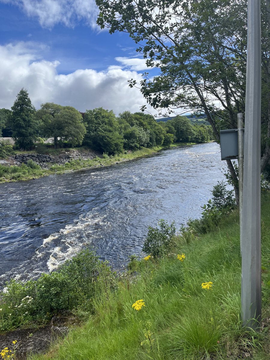 Ladder count 1866
Tuesday 22/7/25   10:39 BST
Tummel running at 2ft plus after yesterdays/overnight rain. Carrying peat stain but fishable.
