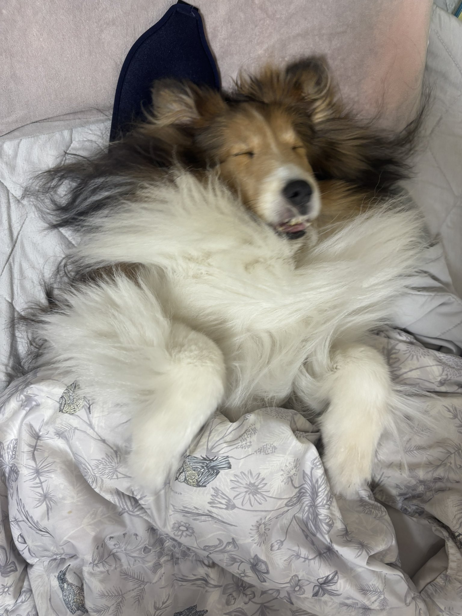 ❤︎ 犬love❤︎ Hartz デンタルトイボーン 超小型犬用 いちご [4562149051023