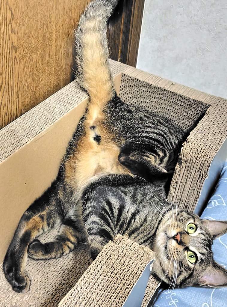 tian232445's tweet image. 本日の諭吉様(⁠*⁠´⁠ω⁠｀⁠*⁠)✨✨
#ねこかわいいね