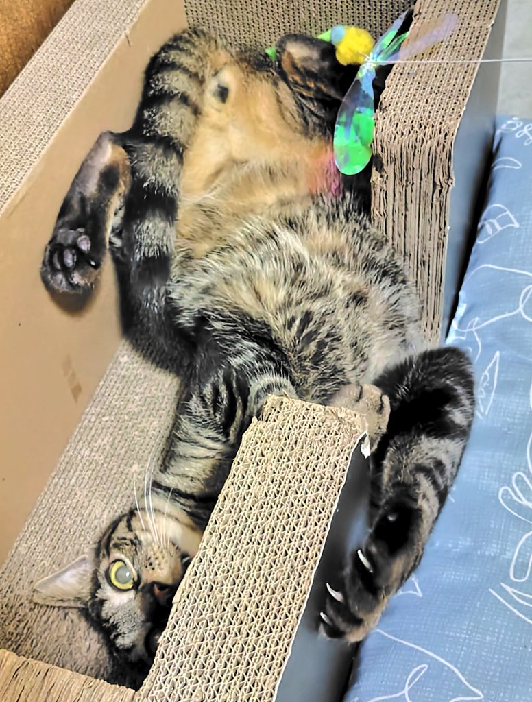 tian232445's tweet image. 本日の諭吉様(⁠*⁠´⁠ω⁠｀⁠*⁠)✨✨
#ねこかわいいね