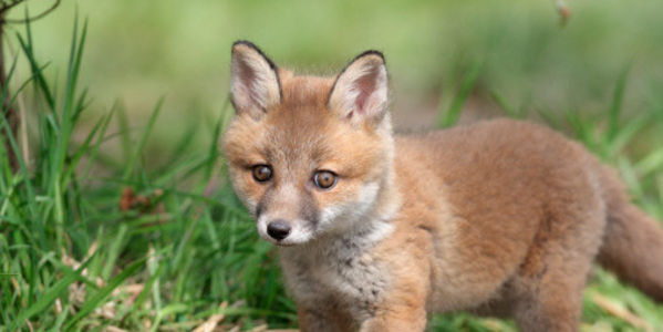 banbloodsports's tweet image. "Ireland needs to wake up and stop this barbaric cruelty to these animals. We all know they are 20 years behind the rest of Europe on this subject. Its embarrassing" thepetitionsite.com/843/315/945/ba… @michealmartintd @simonharristd #Ireland #AnimalCruelty #BanFoxHunting