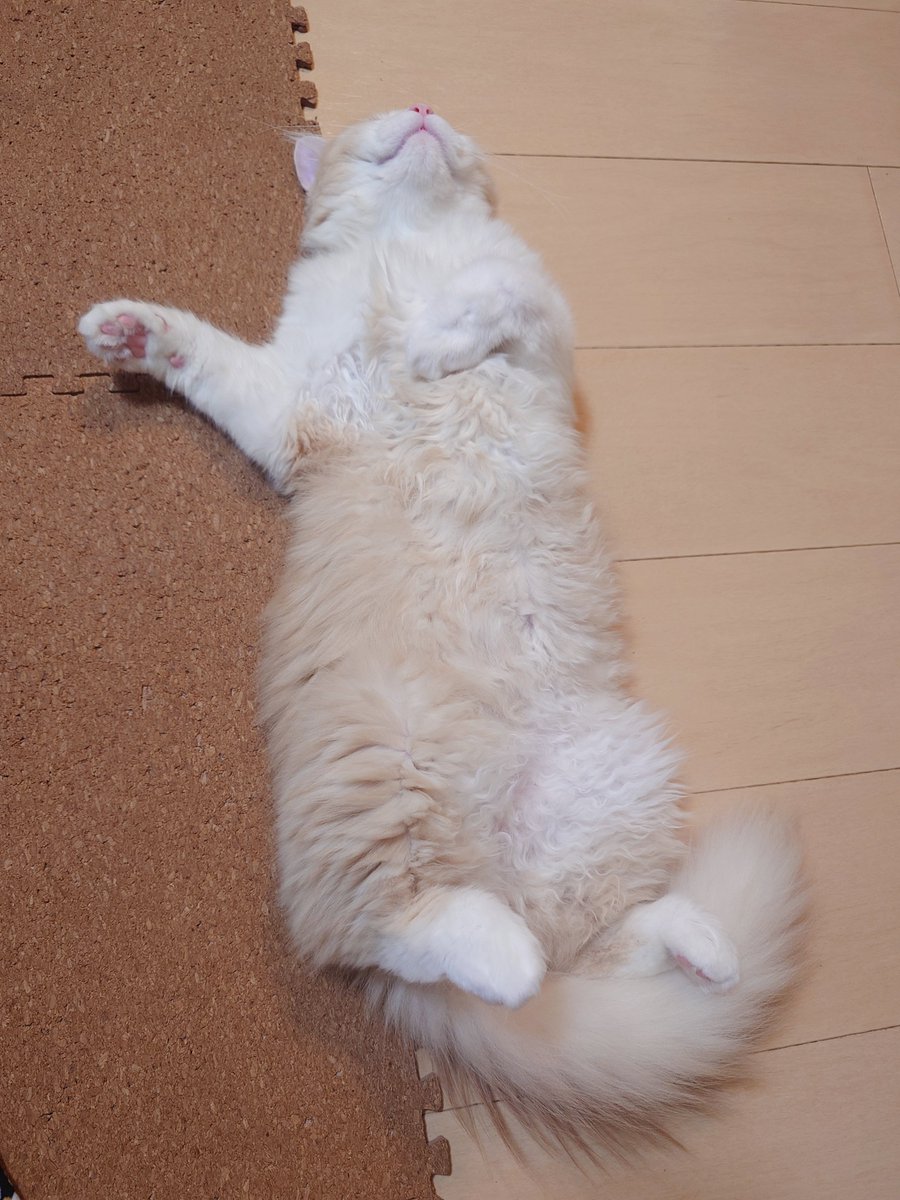 marotrain's tweet image. ここにもぬいぐるみ落ちてる🩷
#猫のいる暮らし𓏲𓎨   #ラガマフィン #ヘソ天
