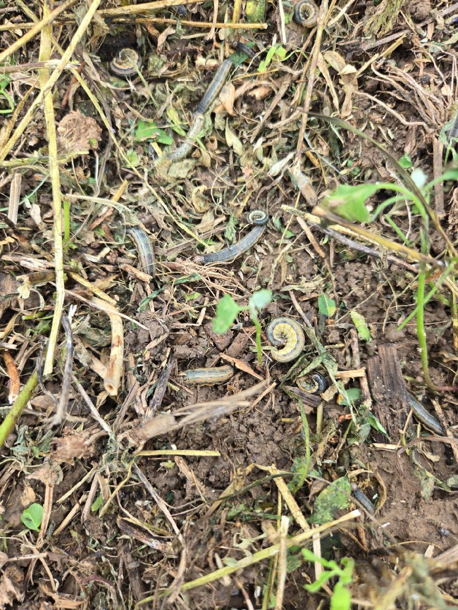 Armyworm Alert!
Numerous reports of armyworms along waterways and in alfalfa/hay fields.
Be sure to check them out!!