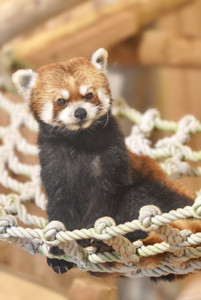 fmhdicmr's tweet image. はるばる森きららから来てくれたレモン君🍋初めまして😊

#かみね動物園
#レッサーパンダ
#レモン