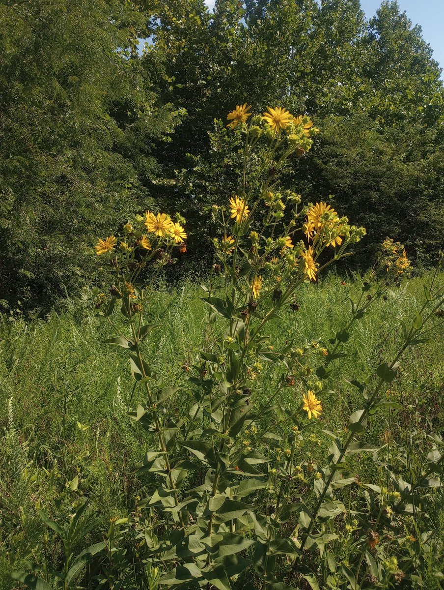 HemmerleinLee's tweet image. I am noticing these tall yellow flowers more on the farm in the last few years. It is interesting that they don't really return to the same areas though.