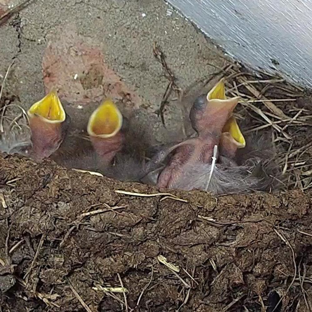 RobertEFuller's tweet image. The barn swallow chicks are growing fast!🐥
Spot them on the live cams: robertefuller.com/pages/live-fro… #RobertFullerWildlifeCams