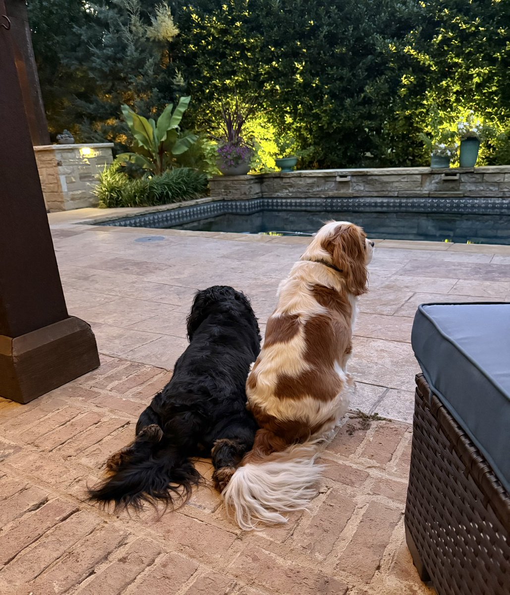 _Terry_Roden's tweet image. Guard duty this morning.