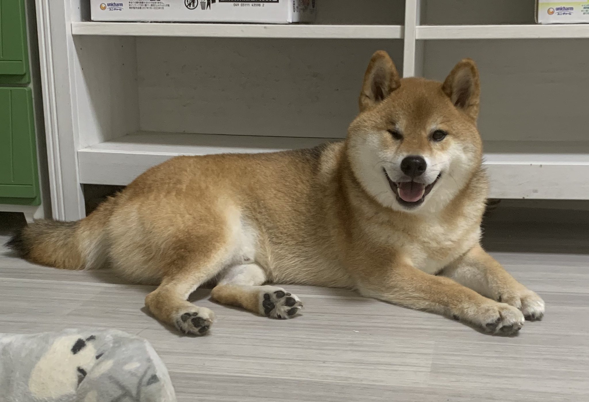柴犬くうちゃん　アガリクスエキス　仙生露 Amazon | 仙生露 エキスゴールド 100ml×30袋 4560275851425