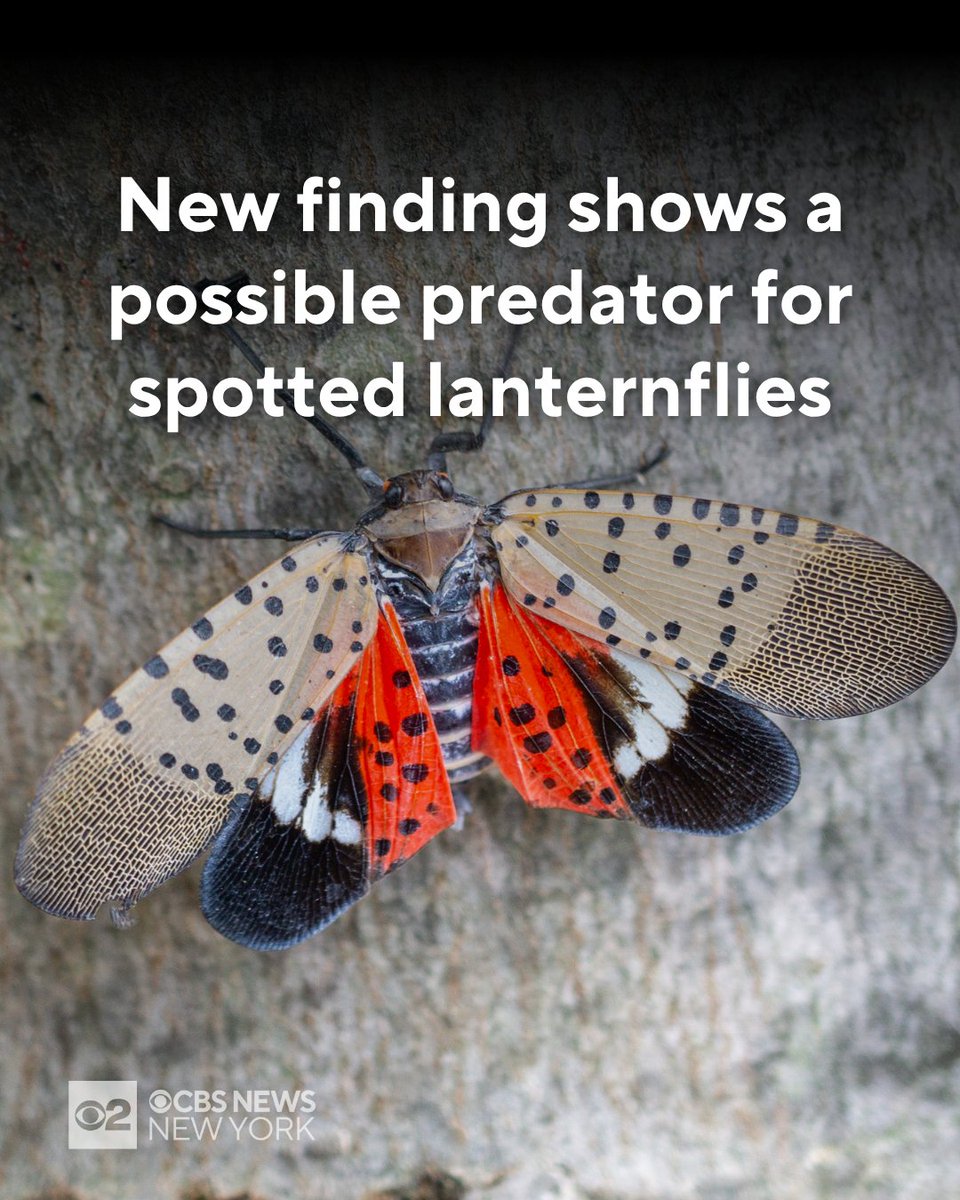 CBSNewYork's tweet image. One flying predator might be helping the fight by feasting on the invasive insects >> cbsloc.al/450dwKI