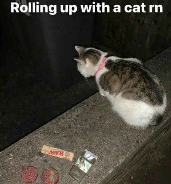 Stoner Barbie (@stonersvilla) on Twitter photo 