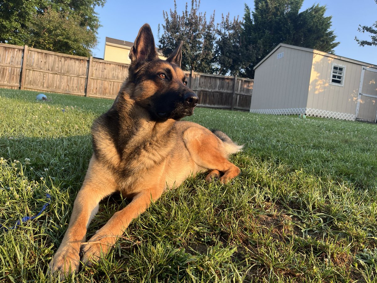 conornogueira's tweet image. Happy gotcha day to our little man Kanan. 2 years with the wildest, silliest boy I’ve ever known💚😂