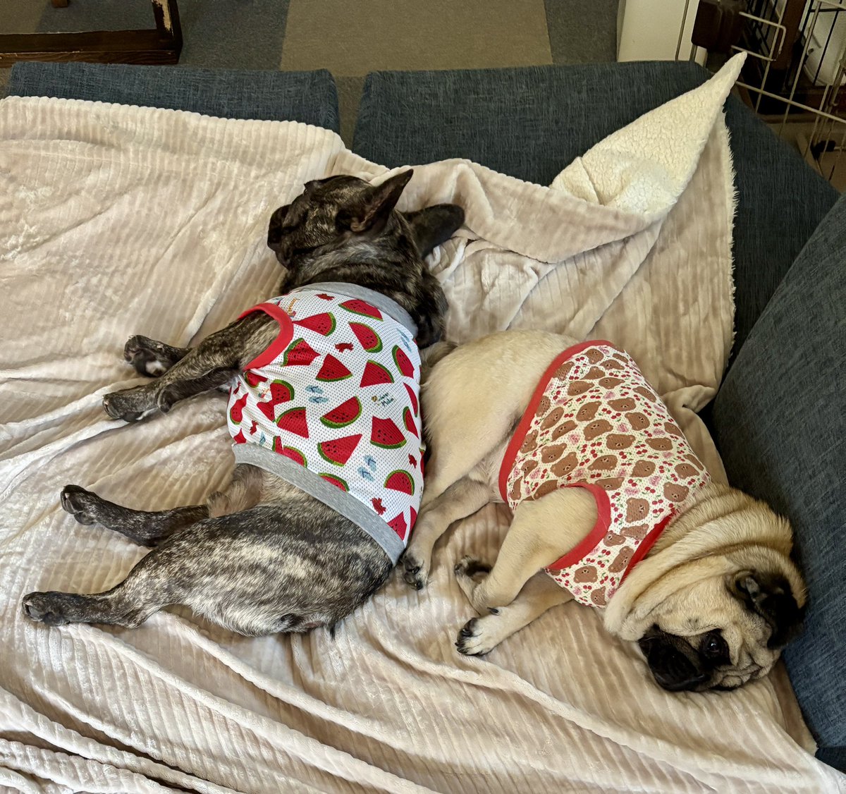 chachamaru_pug's tweet image. ムチムチ✖️2

#pug #パグ #フレブル