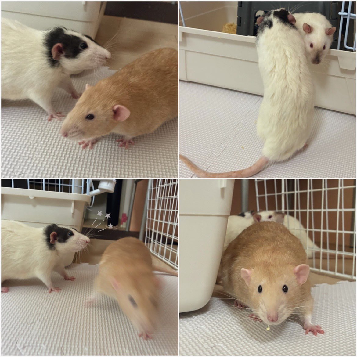 mb8lnmm's tweet image. いっぱい遊んでいっぱい寝る！
ねじゅみが楽しそうなら全て
オッケーです🐀｡°