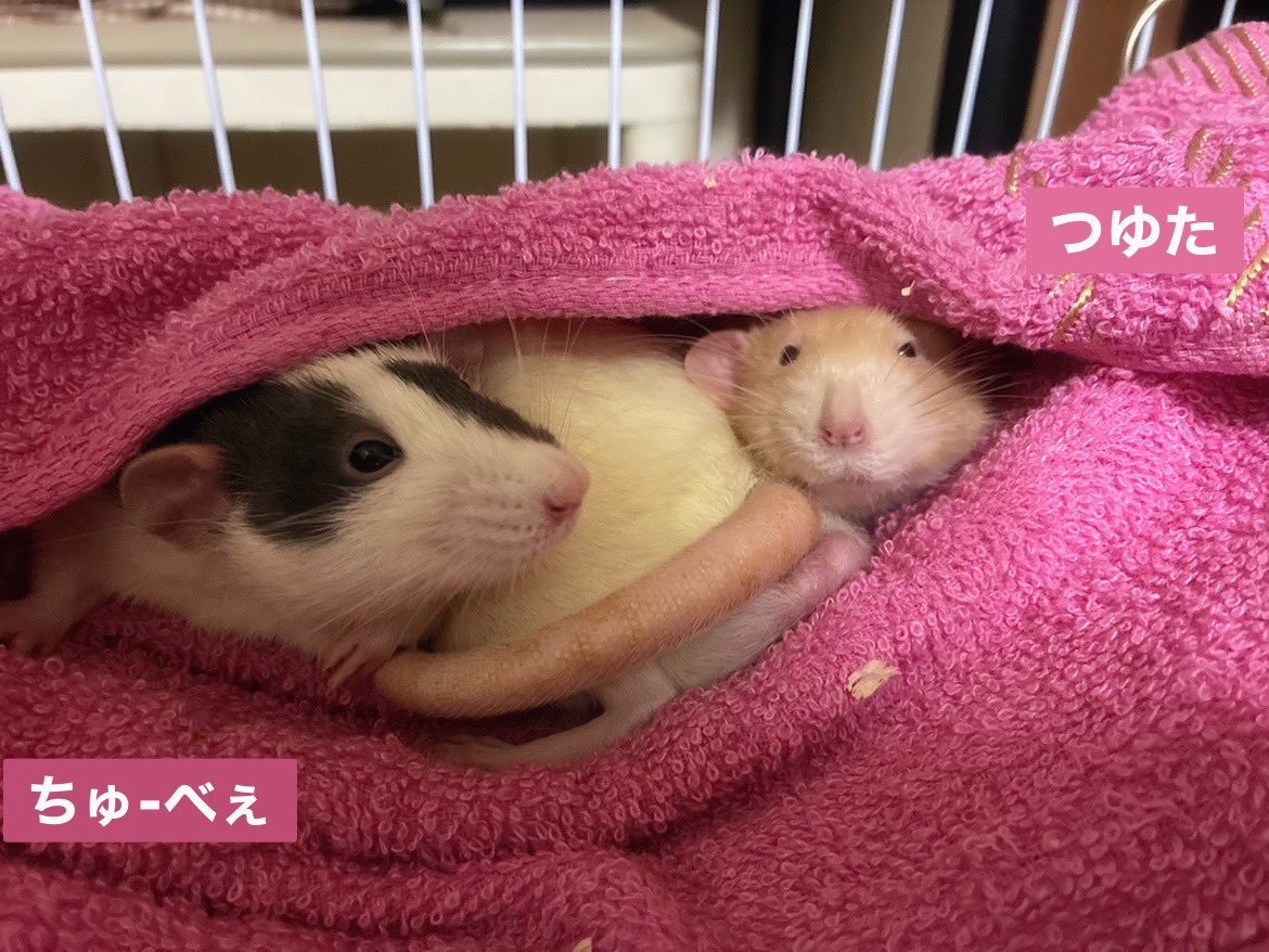 mb8lnmm's tweet image. いっぱい遊んでいっぱい寝る！
ねじゅみが楽しそうなら全て
オッケーです🐀｡°