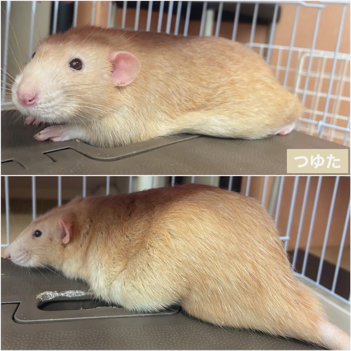 mb8lnmm's tweet image. いっぱい遊んでいっぱい寝る！
ねじゅみが楽しそうなら全て
オッケーです🐀｡°
