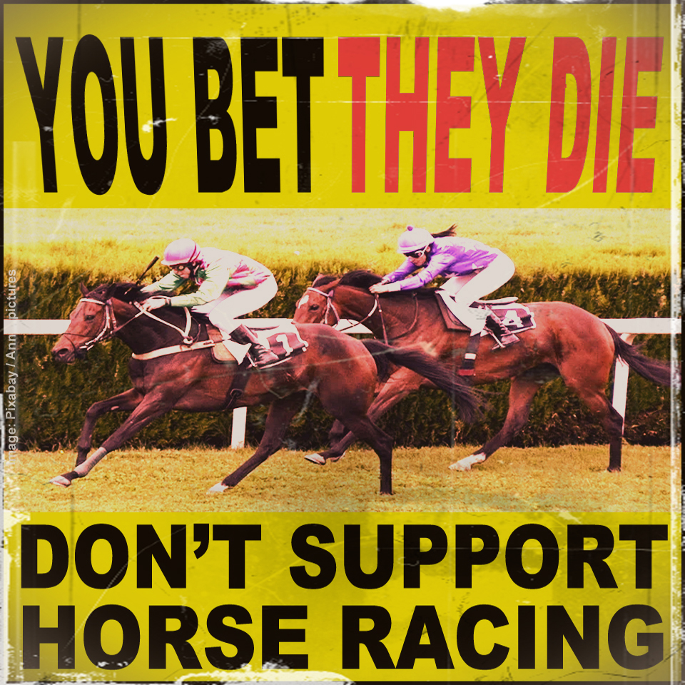 banbloodsports's tweet image. Confirmed DEAD: 3-year-old horse Woodshaw Whisper who suffered an injury and fell in a race at Limerick racecourse on 12 July 2025. Jockey - Nicola Burns banbloodsports.wordpress.com/2021/08/19/hor… #YouBetTheyDie Say NO to horse racing