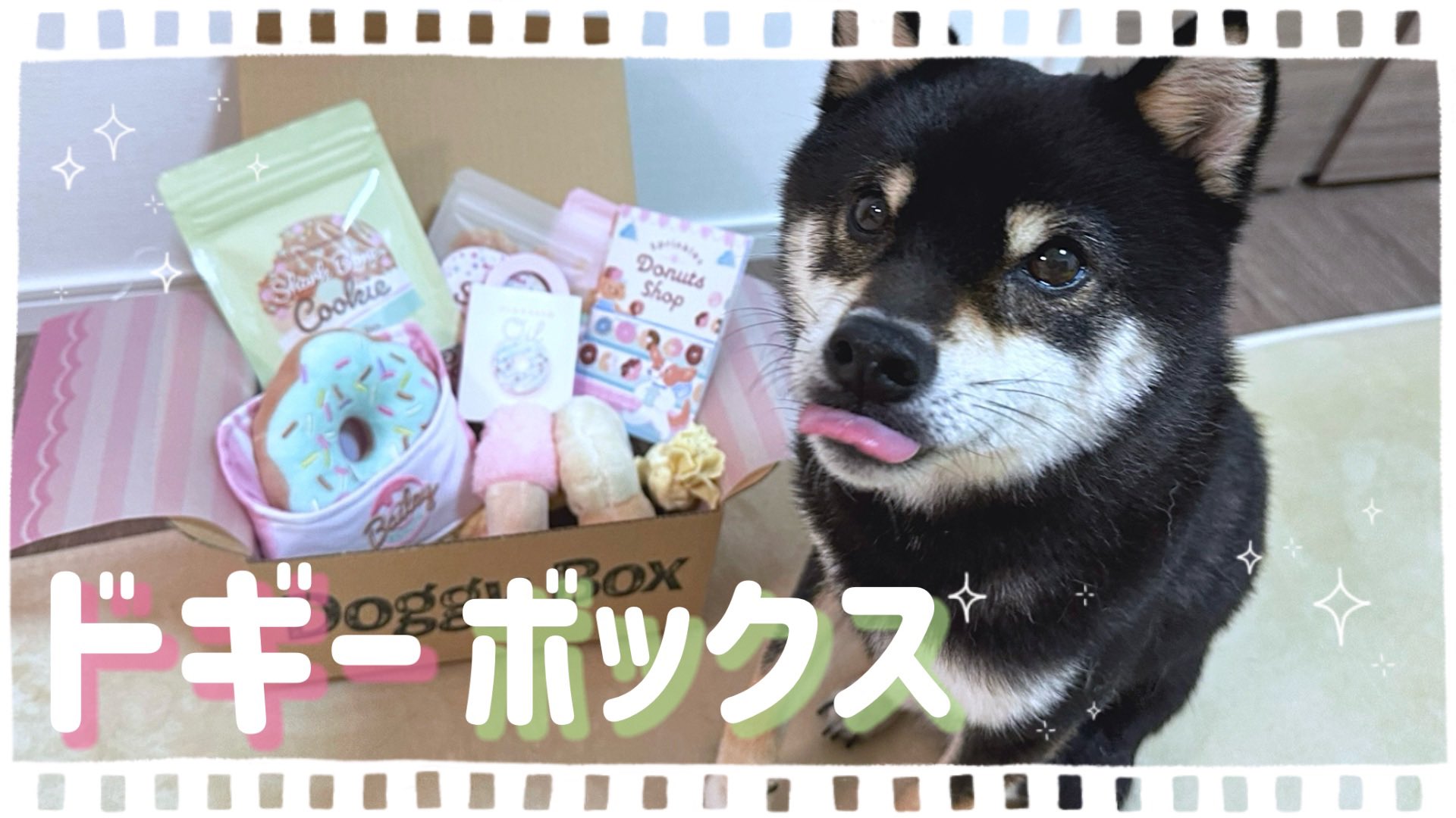 豆柴(極小・黒)🐶虎太郎 (@kotaro_channel1) / X