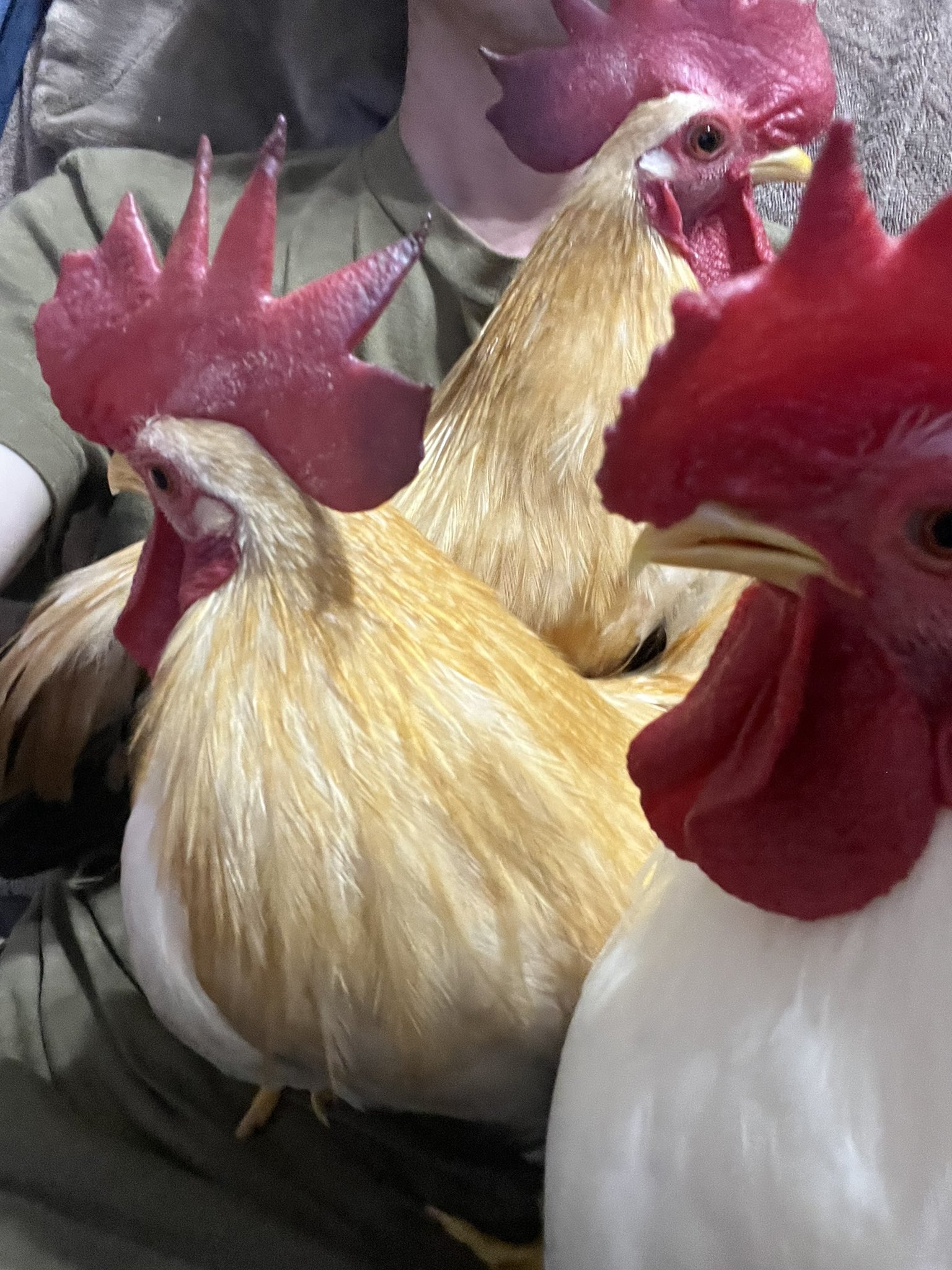 あちゃちゅむムチャチャ　白鳥バレッタ 2025年最新】あちゃちゅむ 髪の毛の人気アイテム - メルカリ