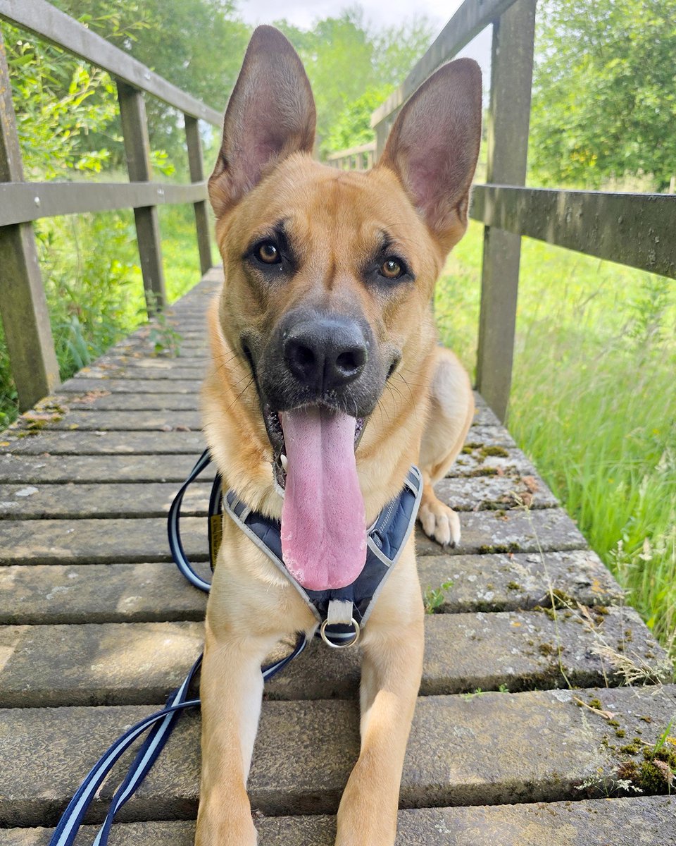 Dogs Trust Leeds (@dt_leeds) on Twitter photo Who else thinks that Buddy is THE most handsomest boy? 😍🙋
He'd love to find his forever home soon...
Meet him 👉 bit.ly/4kwBvrj
#RescueDog #AdoptDontShop #GermanShepherd #Leeds #TongueOutTuesday <a href="/DogsTrust/">Dogs Trust 💛🐶</a> Who else thinks that Buddy is THE most handsomest boy? 😍🙋
He'd love to find his forever home soon...
Meet him 👉 bit.ly/4kwBvrj
#RescueDog #AdoptDontShop #GermanShepherd #Leeds #TongueOutTuesday <a href="/DogsTrust/">Dogs Trust 💛🐶</a>