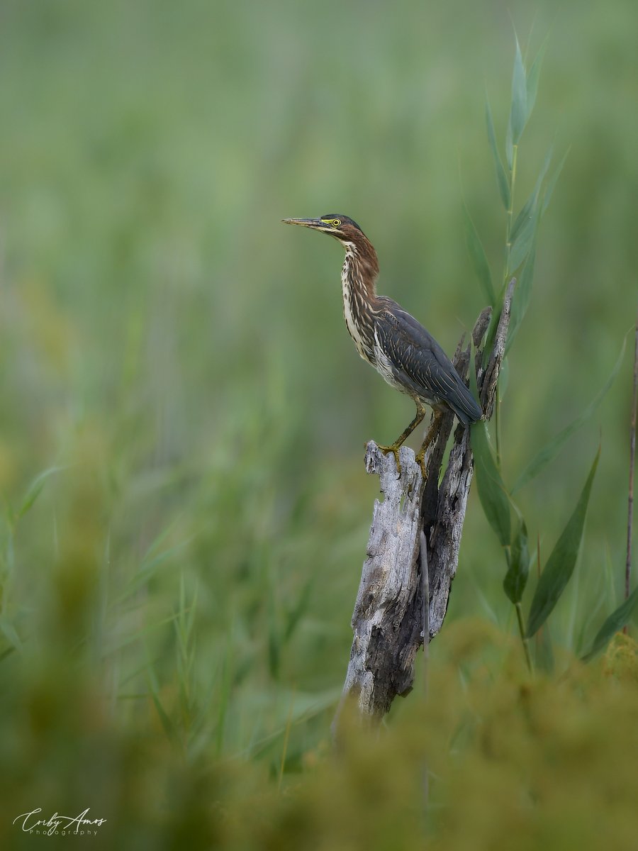 Green Heron