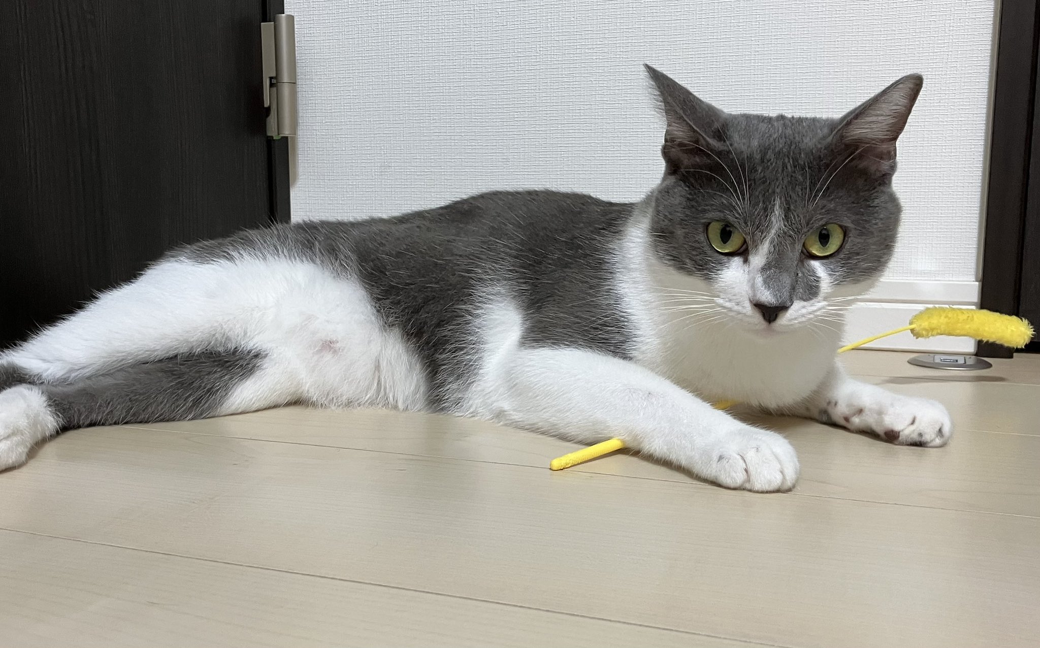 【猫猫ホッピー 様】 ねこおじニュース公式【TVアニメ放送中】 on X: 