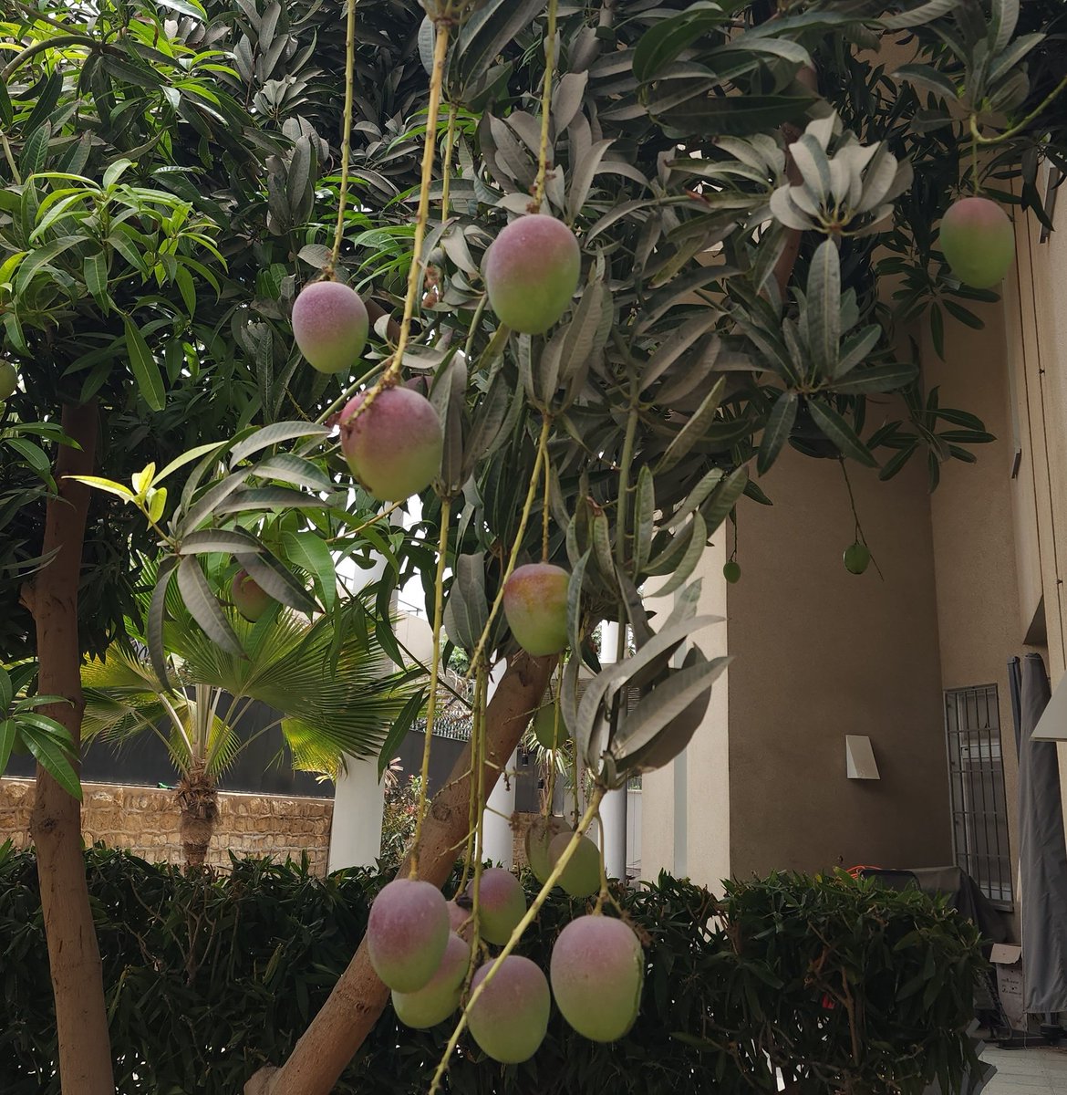 Happy #Mangoday 🥭! We're ripe with excitement! 🤔 Can you guess which mango variety is ripening in our consulate garden? 🤫 Share your favorite mango variety, and we might just plant it next! 🌳 #MangoLove #ConsulateGarden #FruitfulDiplomacy