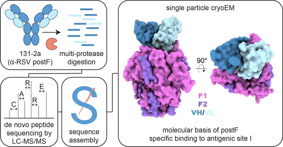 Joost Snijder (@joostsnijder) on Twitter photo We sequenced the anti-RSV-F antibody 131-2a by mass spec and determined its epitope by cryoEM. New insights in postF specific binding and antigenic site I. Now published in <a href="/ACSPublications/">ACS Publications</a> Infectious Diseases
pubs.acs.org/doi/10.1021/ac…
<a href="/Weiweipeng1992/">weiwei</a> <a href="/HaanXander/">Xander de Haan</a> <a href="/HangryHobbit/">Marta Siborova</a> We sequenced the anti-RSV-F antibody 131-2a by mass spec and determined its epitope by cryoEM. New insights in postF specific binding and antigenic site I. Now published in <a href="/ACSPublications/">ACS Publications</a> Infectious Diseases
pubs.acs.org/doi/10.1021/ac…
<a href="/Weiweipeng1992/">weiwei</a> <a href="/HaanXander/">Xander de Haan</a> <a href="/HangryHobbit/">Marta Siborova</a>
