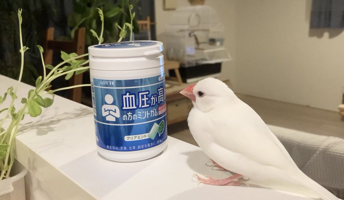 toshivoice11's tweet image. 血圧が高めの方のミントガムを観察しました