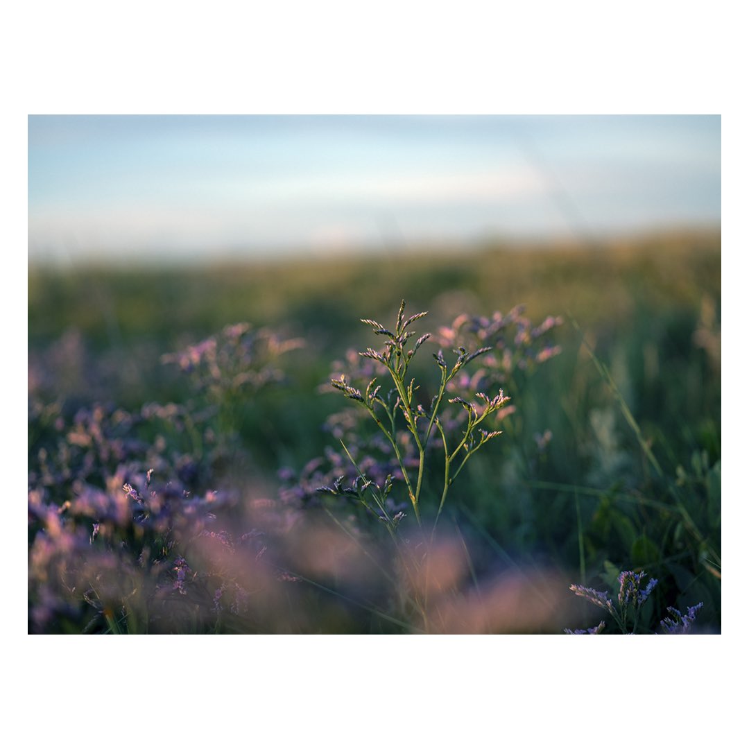S E A  L A V E N D E R

Stiffkey saltmarsh, Norfolk