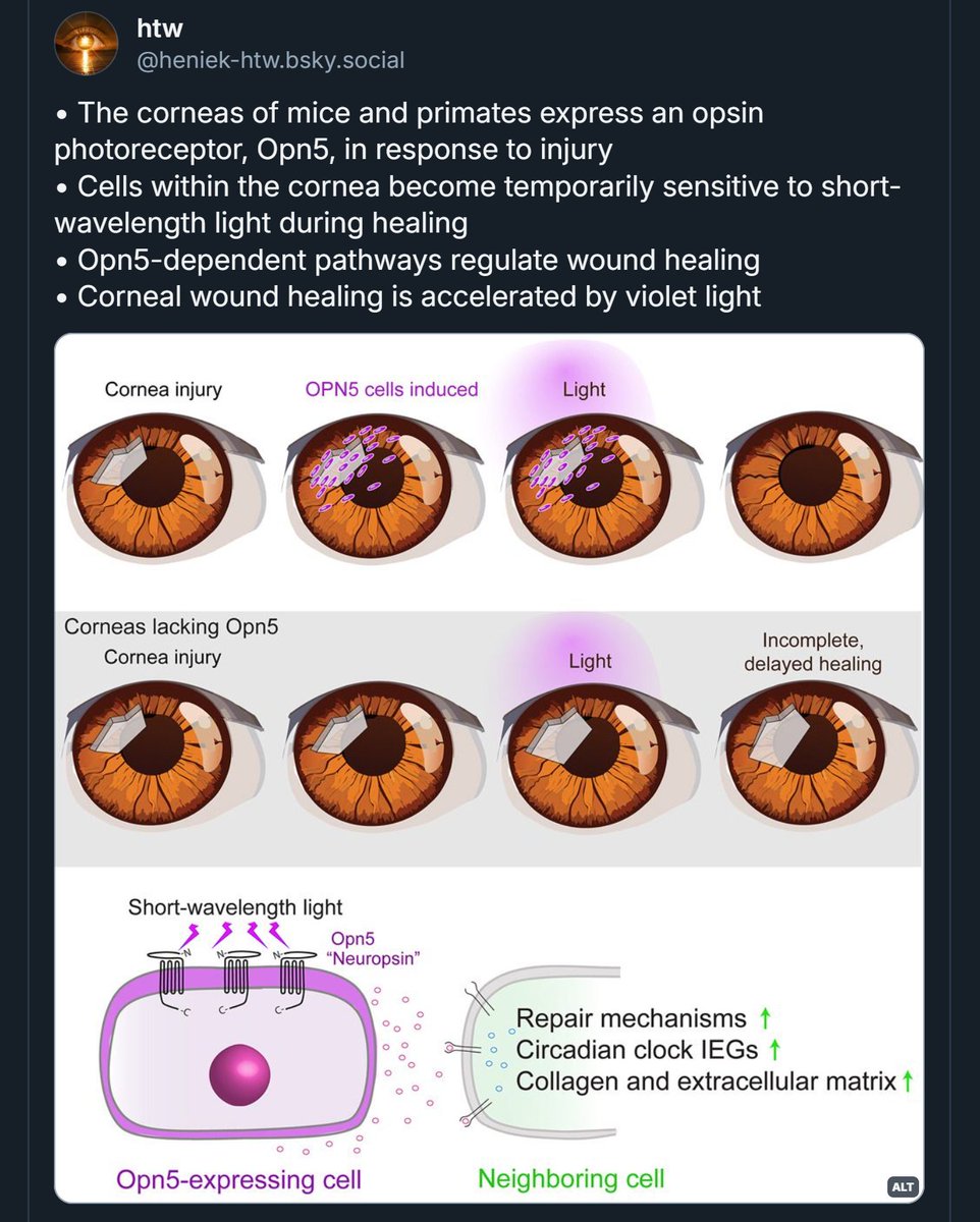 heniek_htw's tweet image. Opsin 5 mediates violet light-accelerated wound healing in mammalian corneas