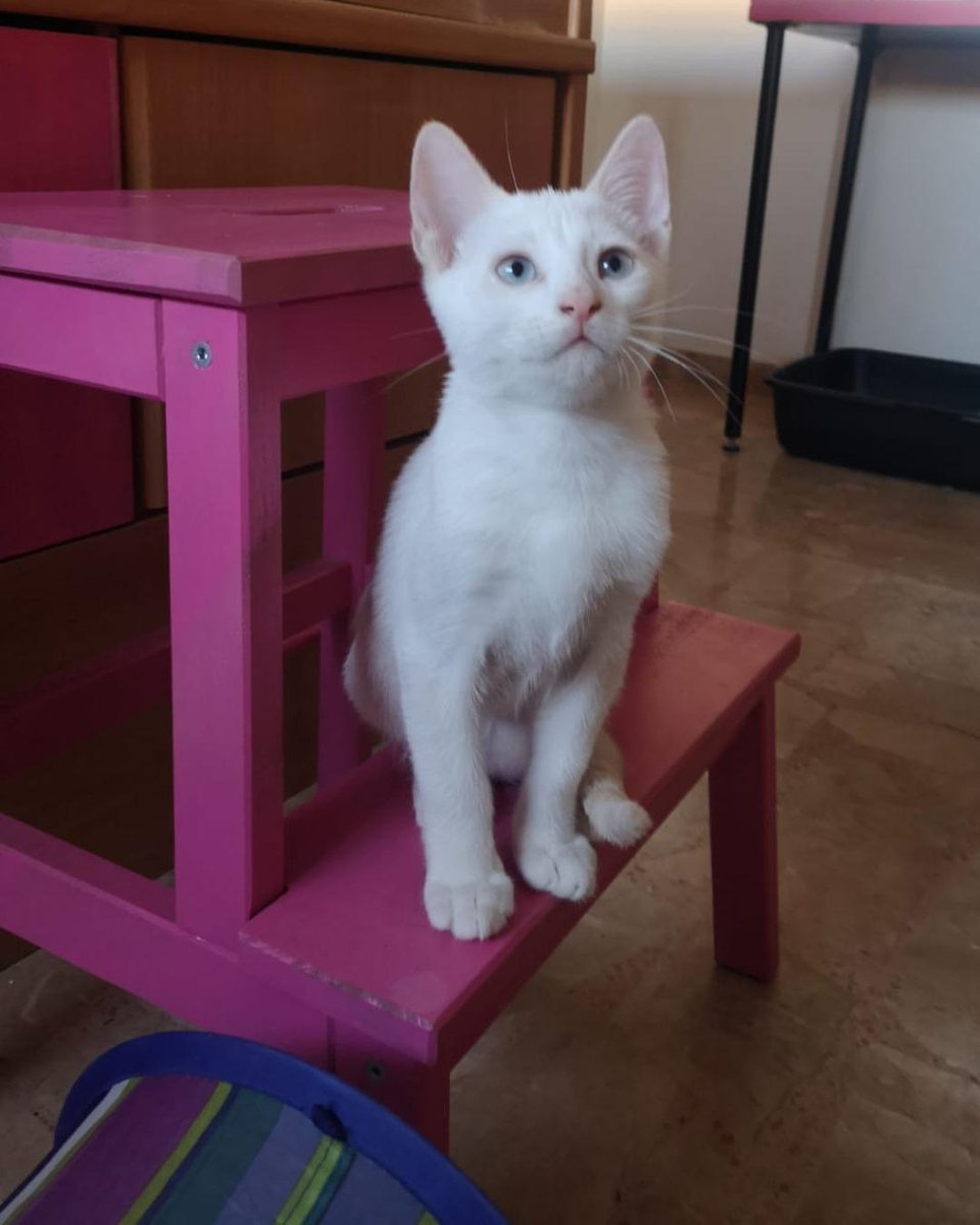 ZafiroProte's tweet image. 🩵 NIEVE EN ADOPCIÓN 🩵
Como bien dice su nombre, es una bolita de algodón que derrite corazones✨ Tiene todo el amor del mundo para dar y una dulzura que conquista a primera vista y siendo tan juguetón hace imposible no enamorarse.
🐾 Nieve
🎂 4 meses
📍 Murcia
✈️ Puede viajar