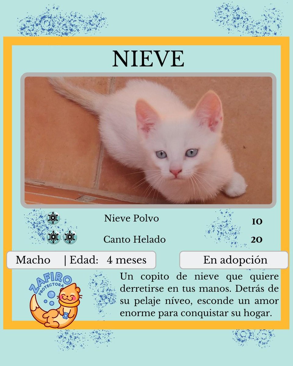 ZafiroProte's tweet image. 🩵 NIEVE EN ADOPCIÓN 🩵
Como bien dice su nombre, es una bolita de algodón que derrite corazones✨ Tiene todo el amor del mundo para dar y una dulzura que conquista a primera vista y siendo tan juguetón hace imposible no enamorarse.
🐾 Nieve
🎂 4 meses
📍 Murcia
✈️ Puede viajar