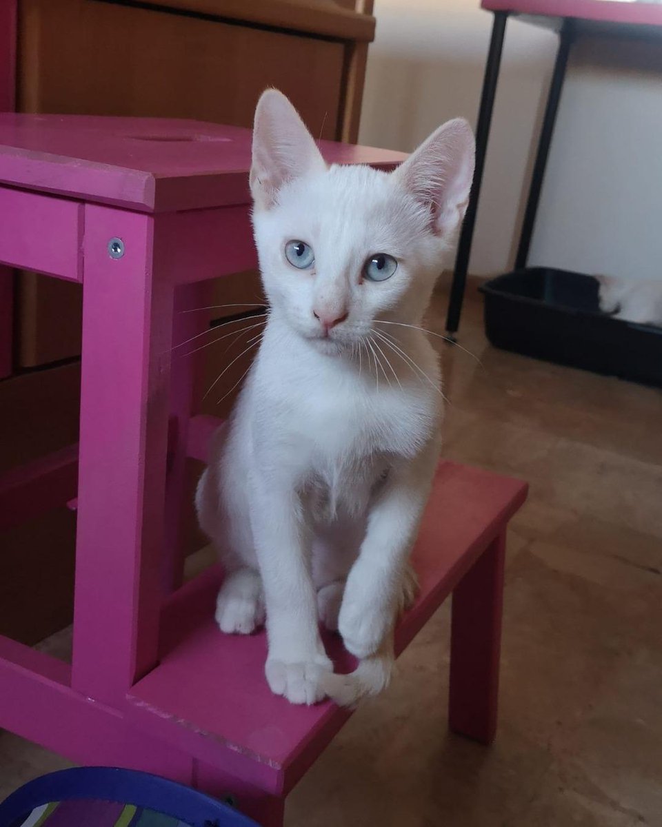 ZafiroProte's tweet image. 🩵 NIEVE EN ADOPCIÓN 🩵
Como bien dice su nombre, es una bolita de algodón que derrite corazones✨ Tiene todo el amor del mundo para dar y una dulzura que conquista a primera vista y siendo tan juguetón hace imposible no enamorarse.
🐾 Nieve
🎂 4 meses
📍 Murcia
✈️ Puede viajar