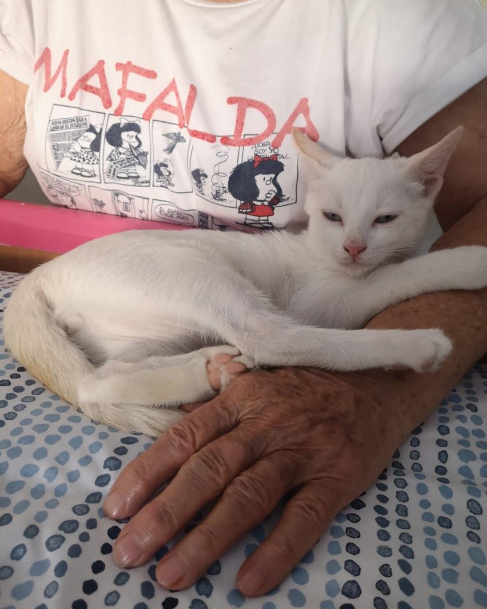 ZafiroProte's tweet image. 🩵 NIEVE EN ADOPCIÓN 🩵
Como bien dice su nombre, es una bolita de algodón que derrite corazones✨ Tiene todo el amor del mundo para dar y una dulzura que conquista a primera vista y siendo tan juguetón hace imposible no enamorarse.
🐾 Nieve
🎂 4 meses
📍 Murcia
✈️ Puede viajar