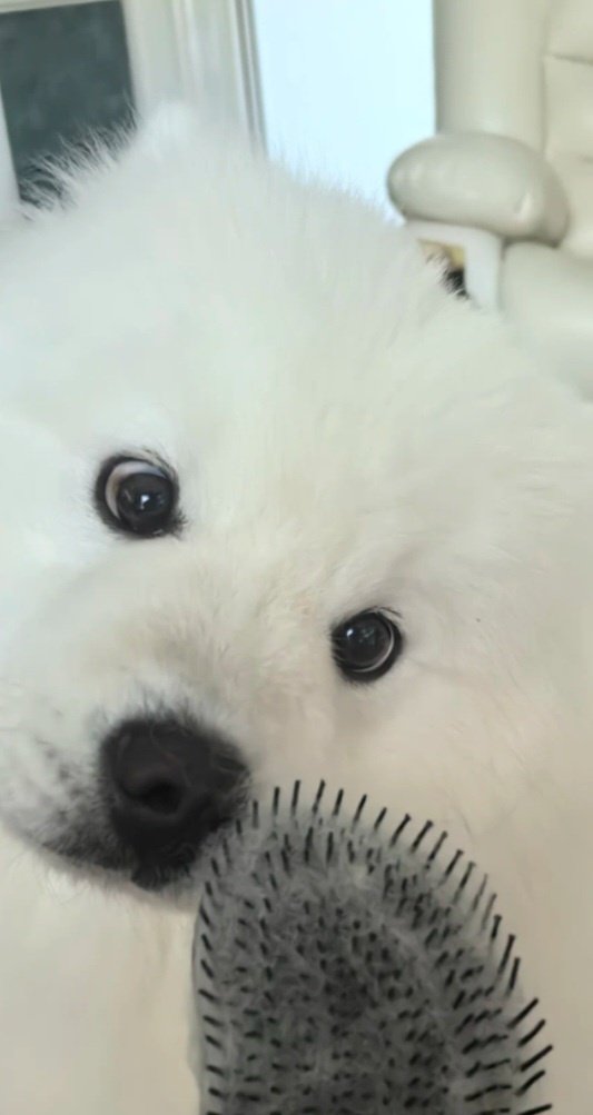 phu_as_samoyed's tweet image. 😵‍💫
#PHUTATCHAI 
#KANIVAxBUS