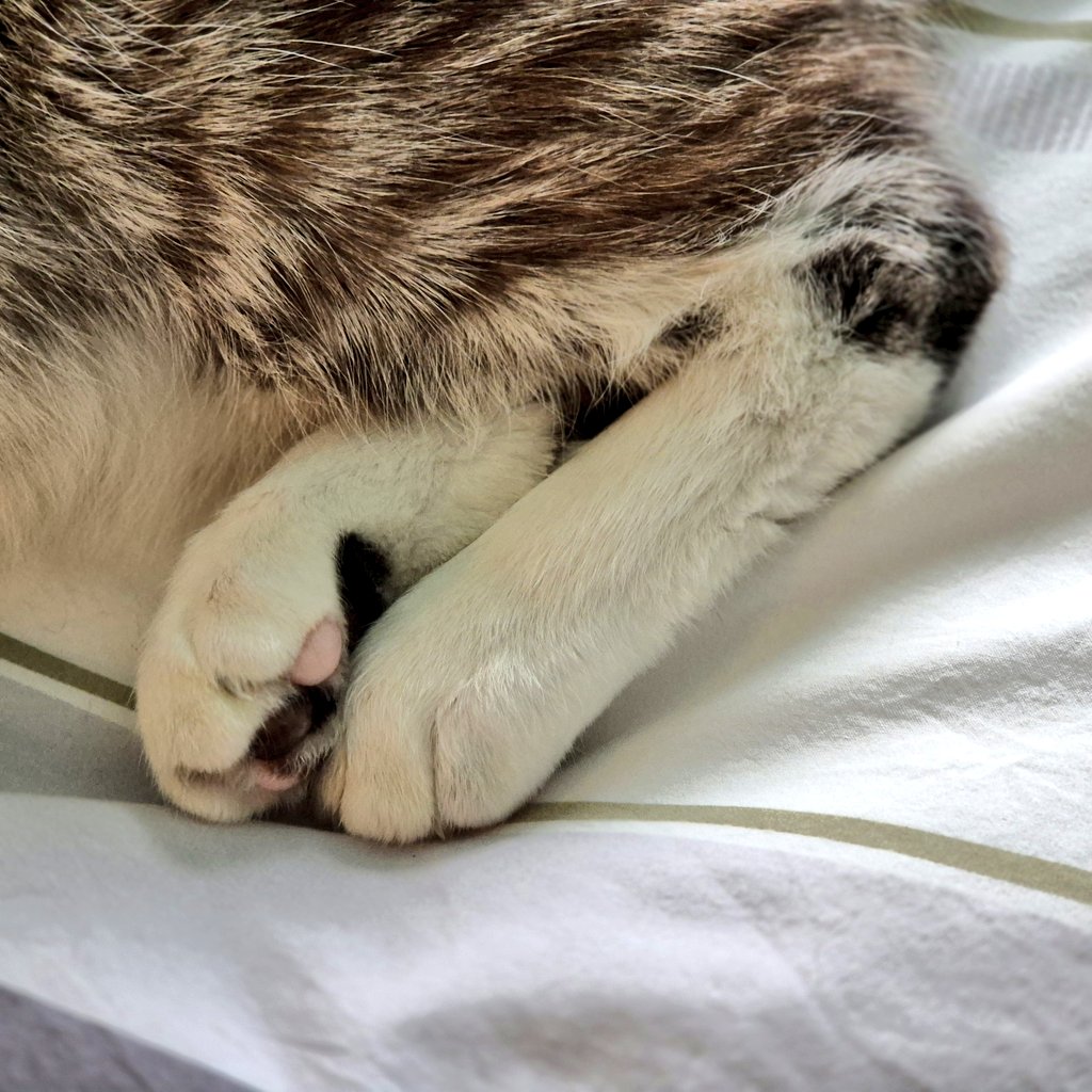 snekblaster's tweet image. Can ime come ofer and do this?
#CatsOfTwitter #catsofx #cats #catsontwitter