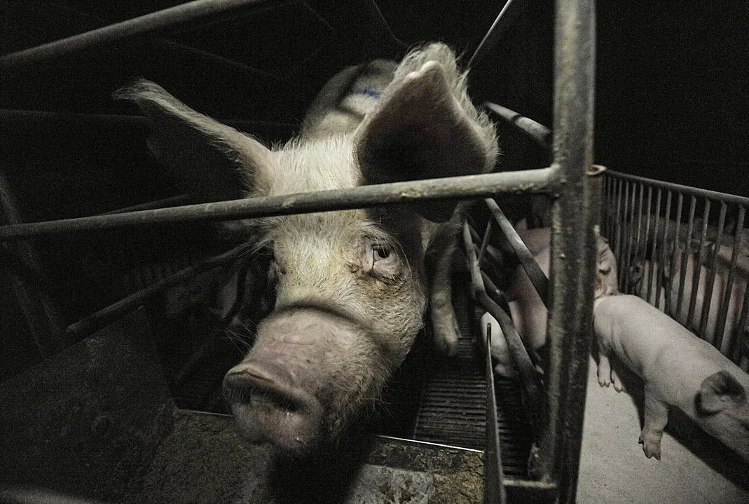 JohnOberg's tweet image. This image is so powerful. What have we done to animals? 💔 @weanimals