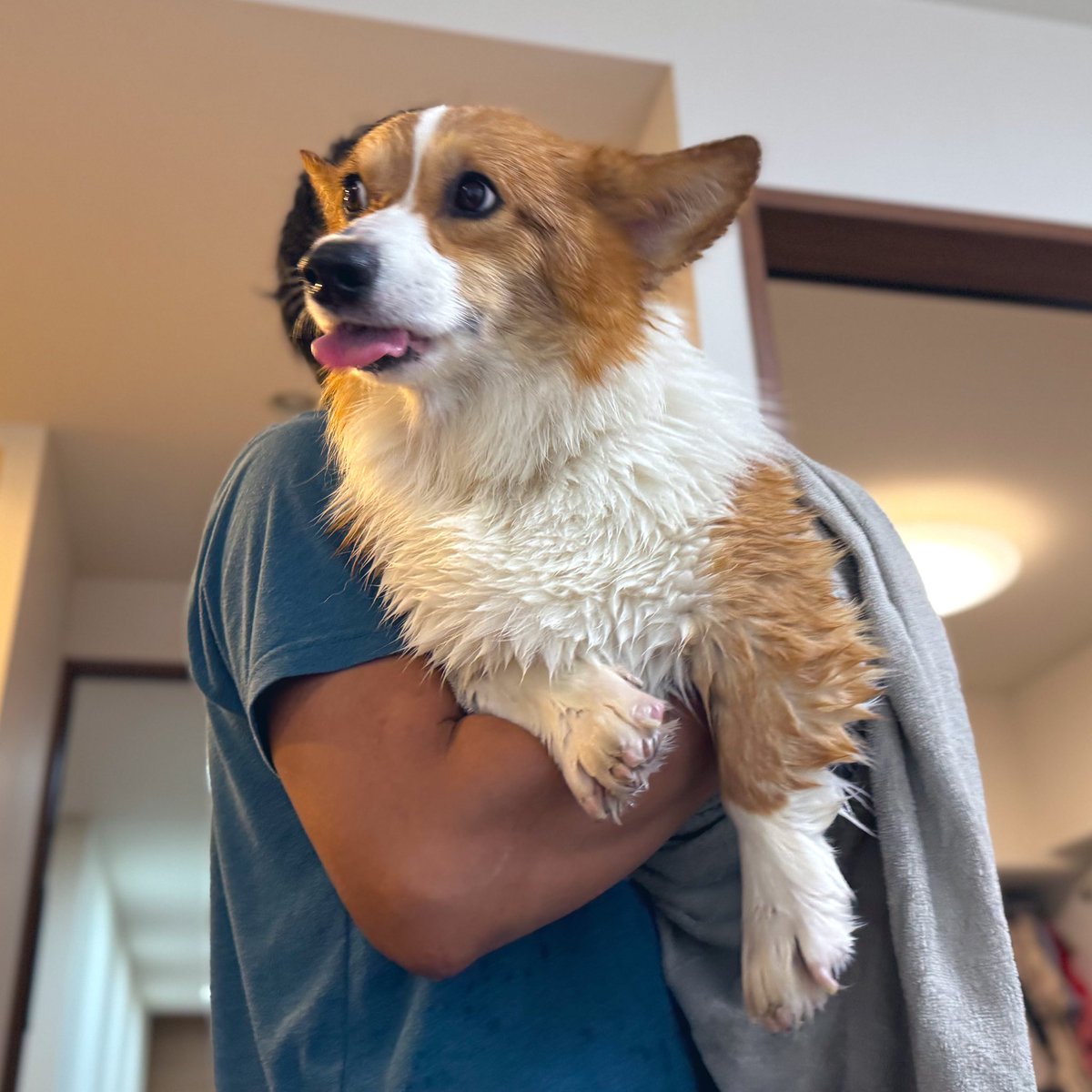 洗犬しました🛀