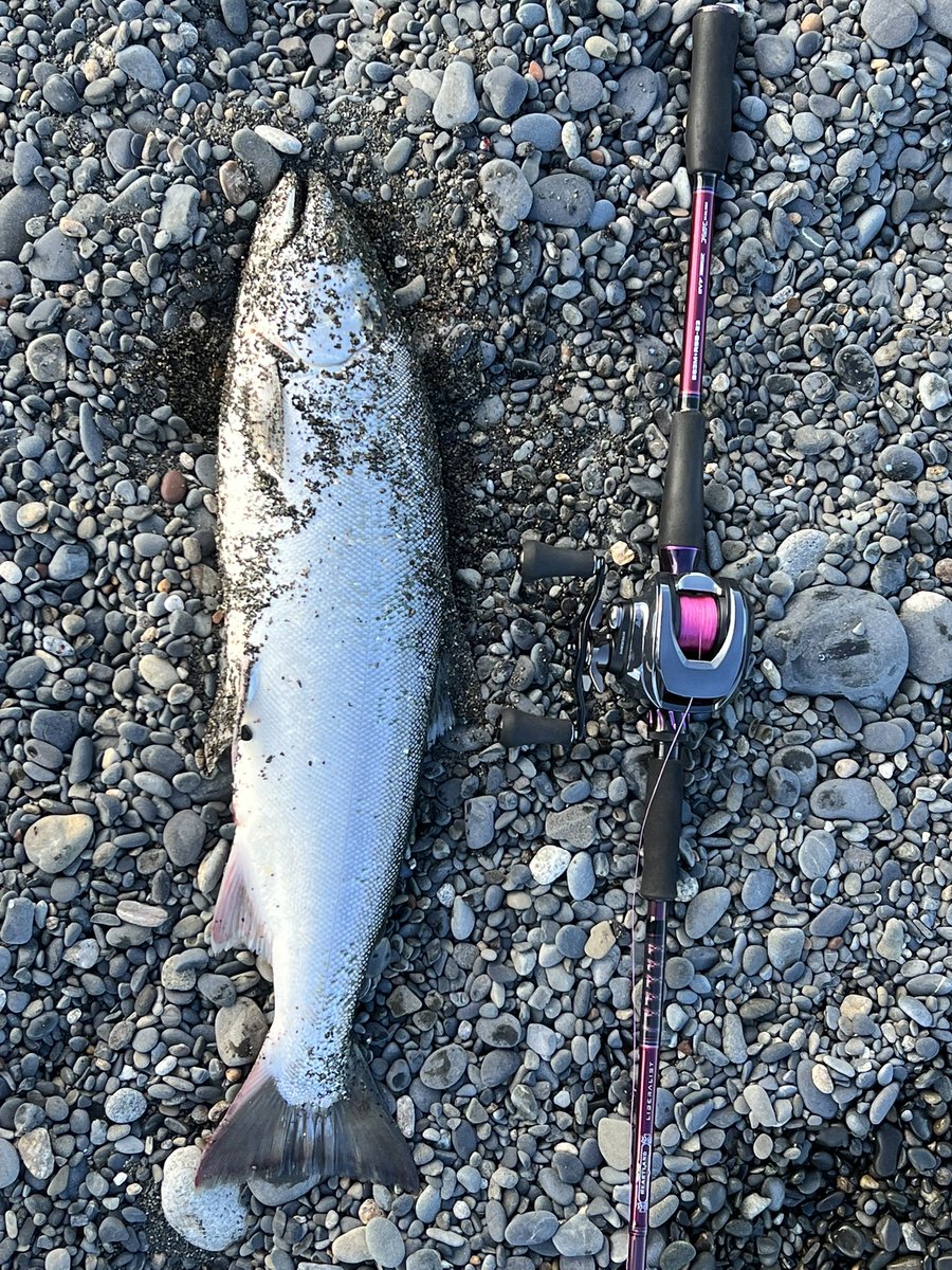 (  ˙▿˙　)2週間ぶりにまた太平洋来ました〜！約60cmサクラマス！明日も釣れるといいな〜
 #IMZ #サクラマス  #太平洋