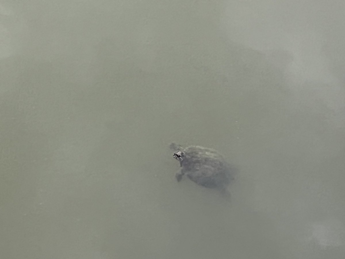 When you hit the sweet spot. Sunrise in Lawrence. Even the turtles enjoyed. #13sunrise <a href="/standridgewx/">Matt Standridge</a> <a href="/WTHRcom/">WTHR.com</a>