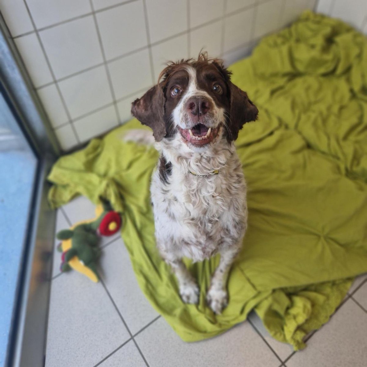 DogsTrust_IE's tweet image. "Hi guys, Toby here! Thank you for all the love 💛I am still looking for a new home to spend my elder years in. Could that be you?" 🥰
dogstrust.ie/rehoming/dogs/…
#AdoptMe #RescueDogs