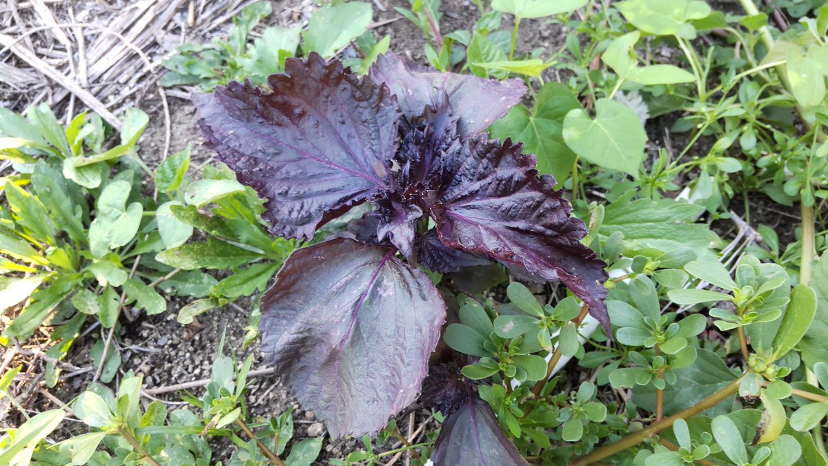 fromFukuyama's tweet image. 今年の梅は白干し
やっと干した
スギナが年々増え
手に負えず
除草剤を使ったら
赤紫蘇1本しか
生えなかった😂
梅本来の味を
楽しみます