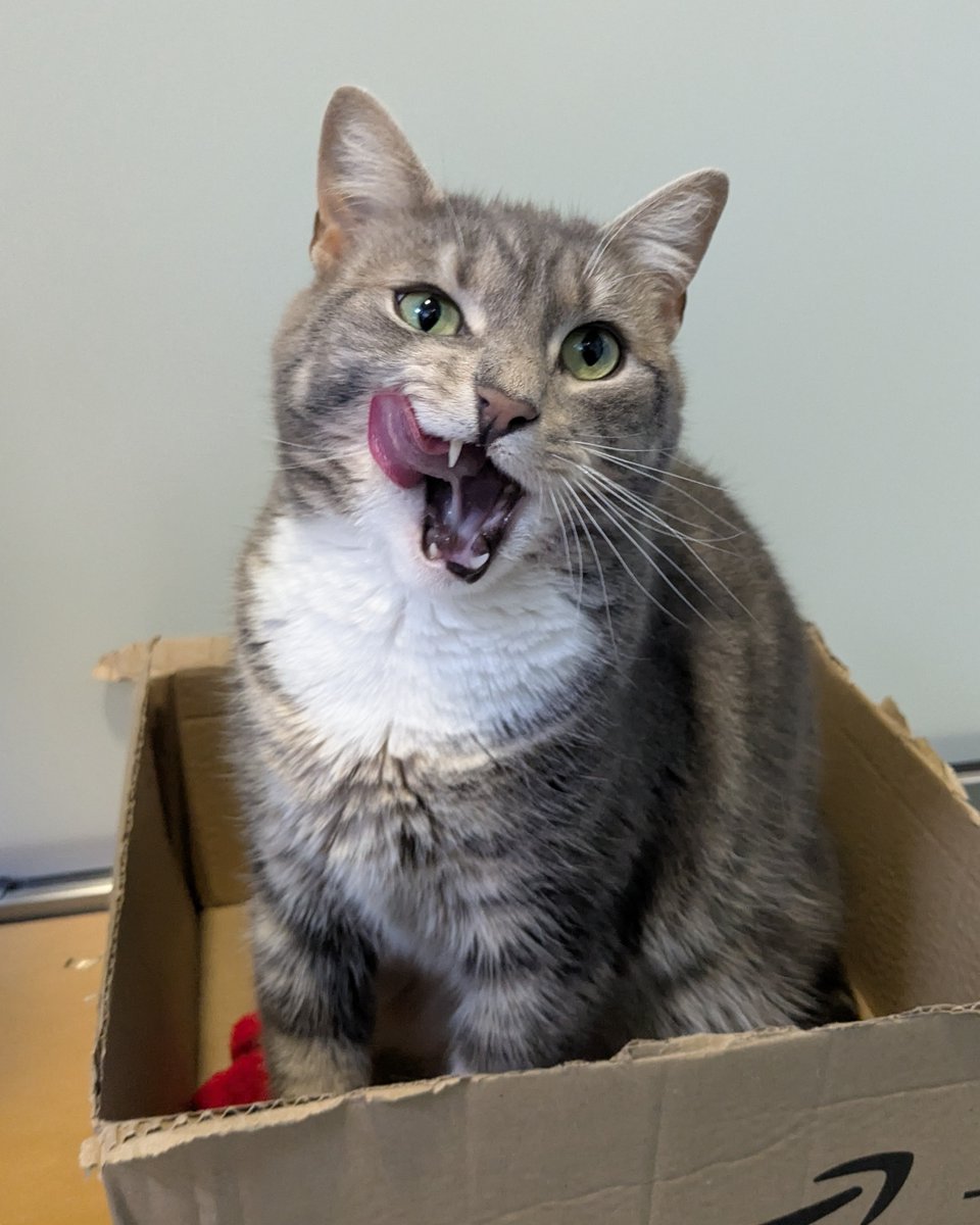 Battersea_'s tweet image. It's #TongueOutTuesday and Battersea cat Willow understood the assignment. 😻 Like if you think she did a good job!
