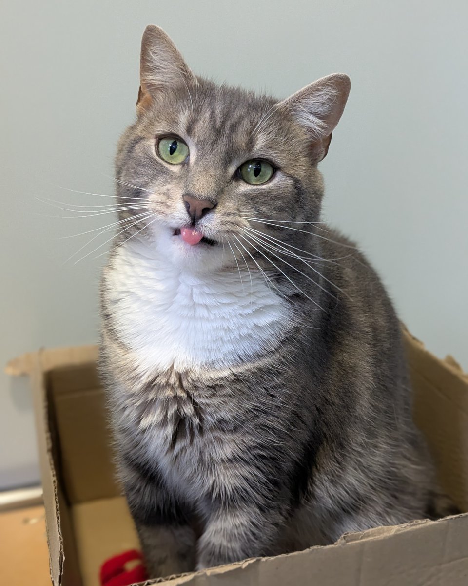 Battersea_'s tweet image. It's #TongueOutTuesday and Battersea cat Willow understood the assignment. 😻 Like if you think she did a good job!