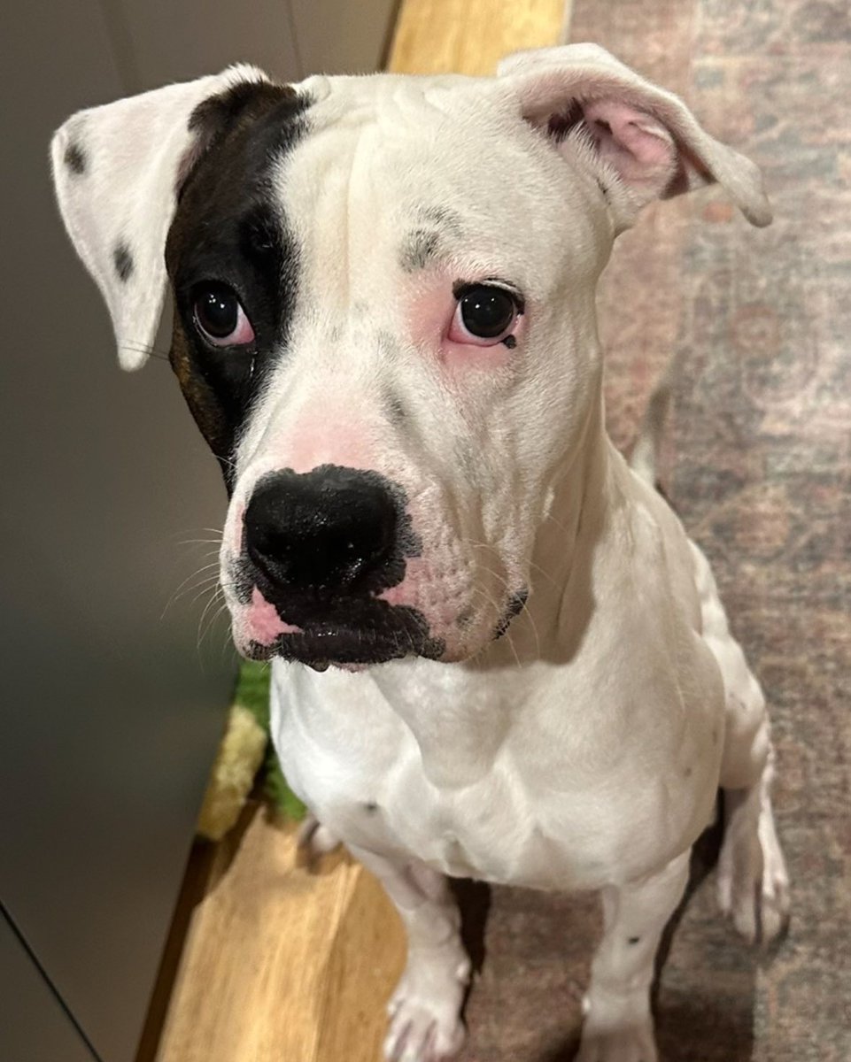 Meet Tyson! 💜🐾 This 1.5yr old Boxer-mix has overcome a lot but is now thriving with his foster family in Kenmore, WA (huge thanks to Julie &amp; George!) Tyson is goofy, sweet, full of classic Boxer energy &amp; loves toys—especially destroying squeakers! Stay tuned for more  updates!