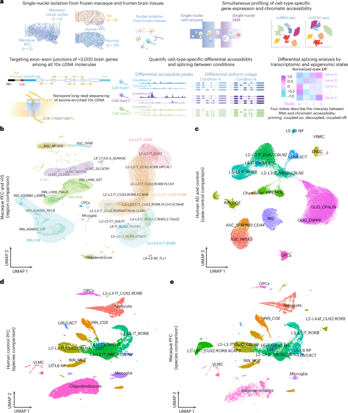 NatureBiotech's tweet image. Combined single-cell profiling of chromatin–transcriptome and splicing across brain cell types, regions and disease state go.nature.com/3IKlcJn