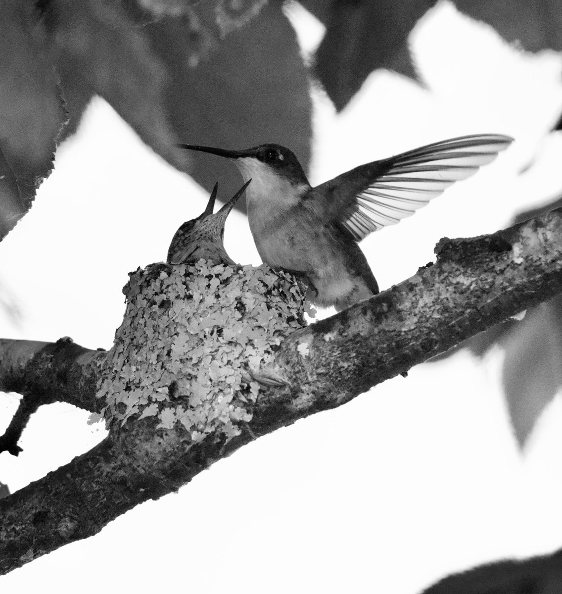 Ruby throated hummingbird mother flying in to feed her baby ❤️ Special moments like this just look better in black and white. #CTNatureFans #birdphotography #hummingbird